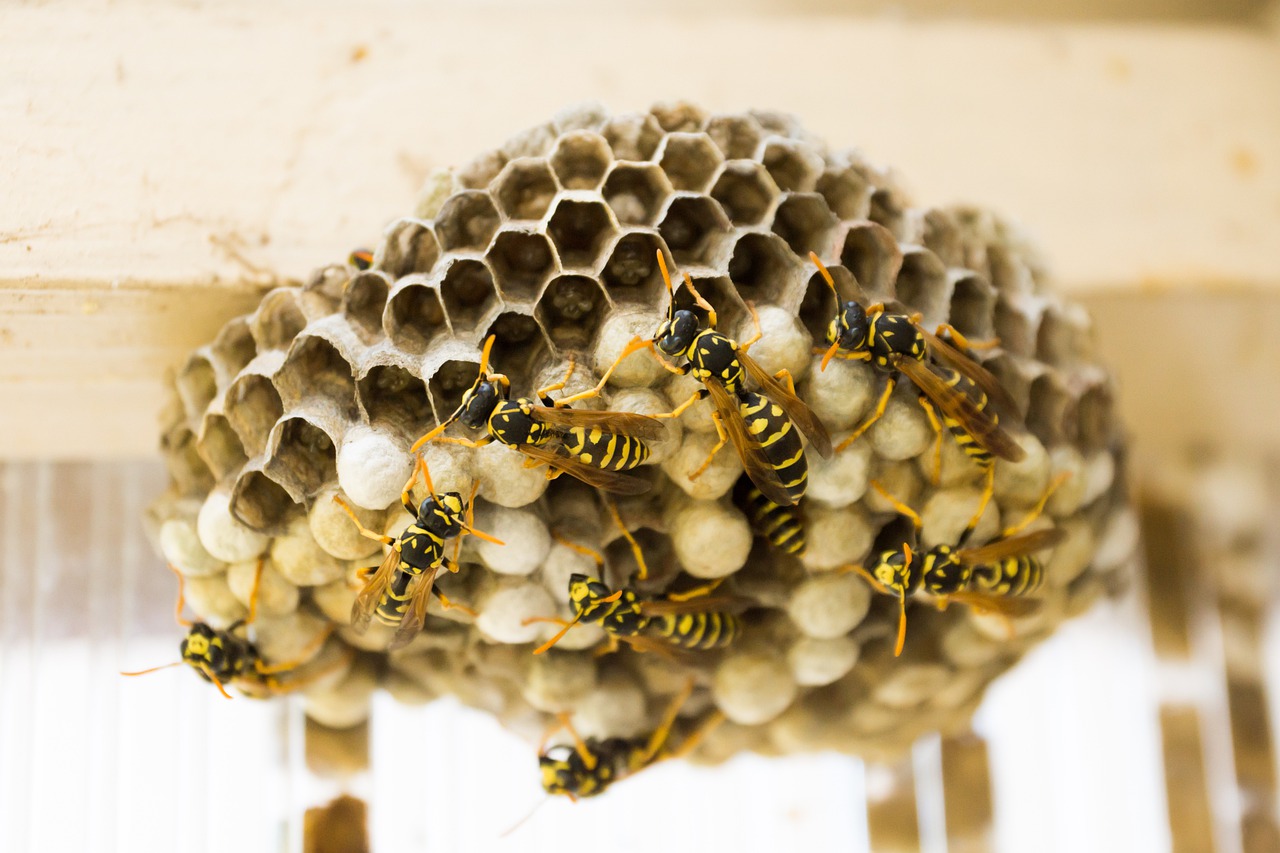 Hoeveel kost het verwijderen van een wespennest?